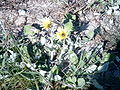 Osterluzei (Arctotheca calendula)