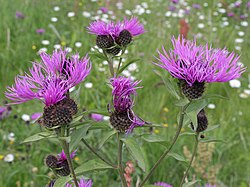 Frīģijas dzelzene (Centaurea phrygia)