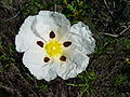 Lack-Zistrose (Cistus ladanifer)