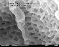 Innenansicht des gefensterten Endothels (Fenestrae) im Glomerulus der Mäuseniere im REM. Bildbreite 1,15 µm.