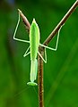 en:List of mantis genera and species, en:Miomantis paykullii