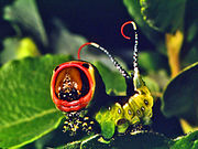 Larva of puss moth (Cerura vinula) in a defensive posture, with black eyespots visible just above its head