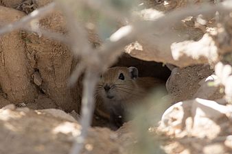 פסמון במאורתו, צולם סמוך לשדה בוקר