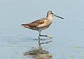 Image 30Short-billed dowitcher in the Jamaica Bay Wildlife Refuge East Pond