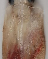 Dorsal mantle of Slosarczykovia circumantarctica (12.2 cm ML)