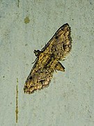 Sufetula sp.