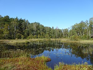 Övre Torbjörnsmossen österifrån den 2 september 2021.