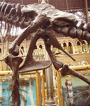 Λεκάνη και οπίσθια άκρα (αριστερή πλευρά) ενός Tyrannosaurus rex.
