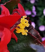 Pistilo de Begonia grandis.