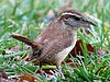 Carolina wren