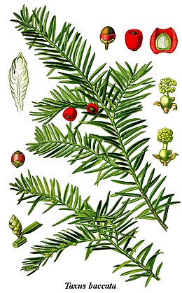 Europinis kukmedis (Taxus baccata)