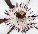 Close-up of numerous stamens and pistils