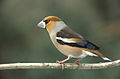 Meggyvágó (Coccothraustes coccothraustes)