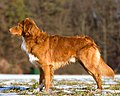 Kanadski retriver (Novoškotski retriver lovac na patke)