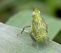 nimfal Dictyophara europaea (Dictyopharidae)