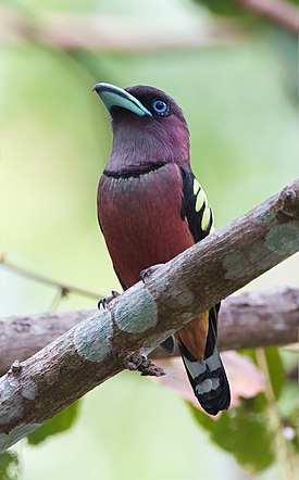 Kultaperäharlekiini (Eurylaimus javanicus)