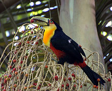 Toucan à ventre rouge (Ramphastos dicolorus)