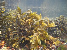 "Fucus serratus"