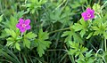 Pelkinis snaputis (Geranium palustre)