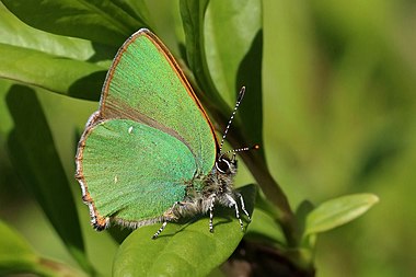 Green hairstreak