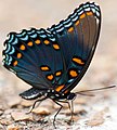 Adult, ventral view of wings.