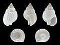 Nassarius niveus