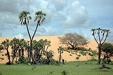 Oasis amid the Sahel in Yobe State Nigeria.jpg