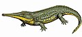 Platyoposaurus stuckenbergi, of the middle Permian of Russia