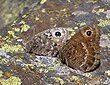 Satyrus actaea