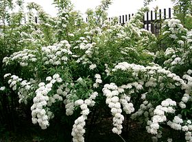 Spiraea cantoniensis