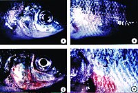 Skin ulcers in tilapia exposed to Pfiesteria shumwayae