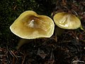 !Tricholoma sejunctum!