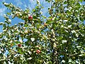 De appelen van deze appelboom zijn klaar om te plukken