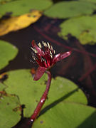 Brasenia schreberi, família Cabombaceae.