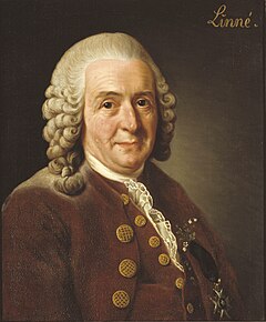 Carl von Linné, Alexander Roslin, 1775. Trenutno u vlasništvu i izložena od strane Kraljevske švedske akademije nauka.