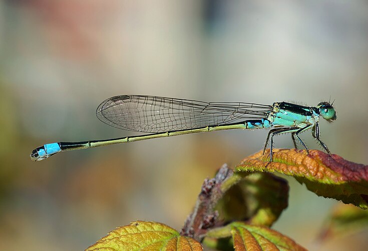 Ишнура африканская (Ischnura senegalensis)