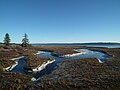 Tidal shoreline decorated with spruce trees