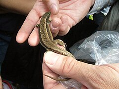 Lagartija serrana Iberolacerta monticola