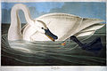 Jean-Jacques Audubon, Cygne trompette (Cygnus buccinator), Les Oiseaux d'Amérique