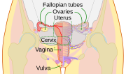 Thumbnail for Cervix