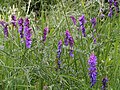 Tufted vetch (Cow Vetch)