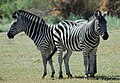 Zebry Chapmanovy (Equus quagga chapmani)