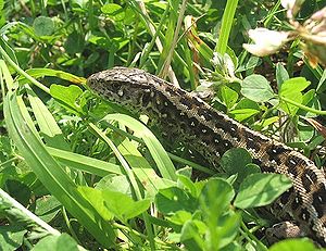 Tuunhaagedisje (Lacerta agilis), wiiftje