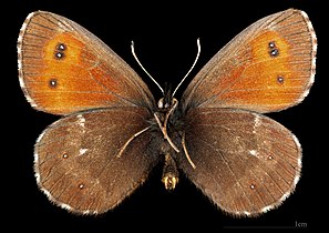 Erebia euryal adyte ♂ △