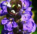 Ajuga reptans (dettaglio dell'infiorescenza)