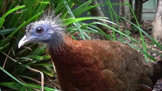 Ménagerie du jardin des plantes Paris/France (femelle)