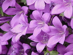 Campanula portenschlagiana (Campanulaceae, Campanulidae).