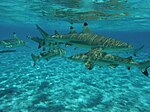 Agrégation de Requins à pointes noires pendant la journée dans le lagon de Bora Bora.