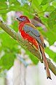 Kızıl başlı trogon