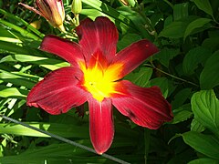 Hemerocallis ssp.